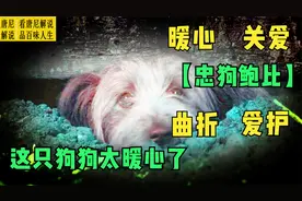 太暖心了，狗狗经历曲折，却收获满满的开心与爱护 【忠狗鲍比】视频封面