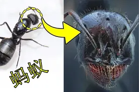 5个在显微镜下动物的样子，个个酷似外星生物视频封面