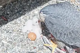 鸽子天敌：游隼，出去10分钟就抓回来一只鸽子，撕碎了给雏鹰吃