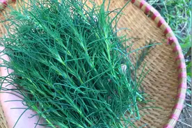 农村野生的猪毛菜，很适合血压高、便秘的人吃，快来认识