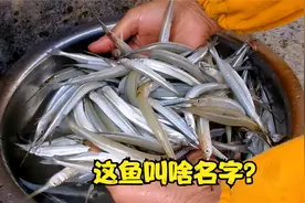 蚌埠：集市买2斤小河鱼，鱼身细长白嫩，就是不知道叫啥名