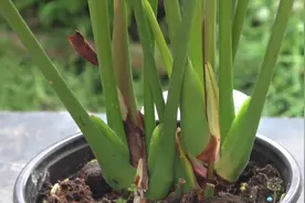 红掌根烂不要急，用对这两招，根壮芽更多视频封面