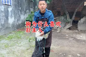 狗为什么扑主人？十年训犬师用经验分析，并说出解决办法