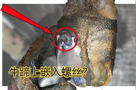 牛蹄上嵌入螺丝，老师傅亲手将其取出，看完全程网友直呼过瘾