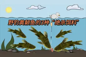 野钓黄颡鱼，掌握3种“绝杀饵料”，连竿爆护也不难视频封面