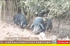 探寻湖南土猪：沅陵大合坪黑猪！健康又美味！视频封面