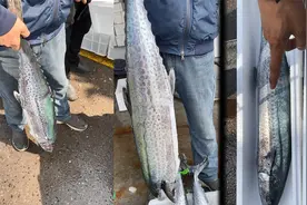 青岛女婿都送鲅鱼，有几个真会挑的，不干不知道，鲅鱼的水太深了视频封面