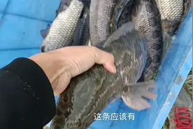 4.5亩鱼塘产8万斤生鱼，羡慕条条粗壮利润5位数视频封面