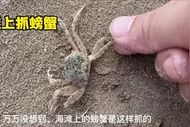在沙滩上看到小洞洞边上有很多小沙球，那么里面肯定有螃蟹。视频封面