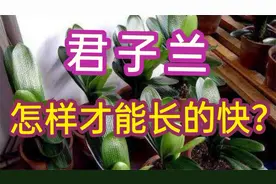 家庭养君子兰，怎样才能长得快？选苗和养护是关键！视频封面