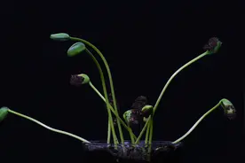 【延时摄影】生命的力量 — 豆芽生长7天全记录