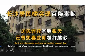 长沙一小区突现数百条毒蛇，居民连续清剿数天，为何却越打越多视频封面
