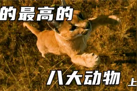 你以为袋鼠就是最能跳的动物吗？其实他连前三都排不上！