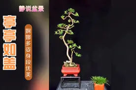 4组婀娜多姿极品雀舌罗汉松盆景欣赏，文人造型亭亭如盖雅致素淡视频封面