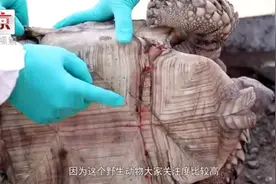 海淀火器营桥发现巨型死亡陆龟！疑似被弃养，是二级保护动物