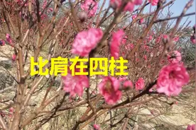 比肩在四柱代表的意义