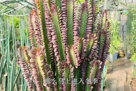 龙骨入冬前这样养，枝干粗壮不回抽，整个冬天挺拔硬朗视频封面