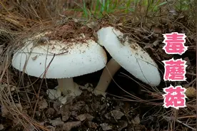 云南高山密林中，毒蘑菇也非常漂亮视频封面