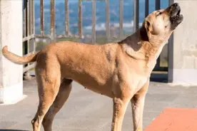 狗像狼一样叫，老人说有“暗示”，农村人都懂得