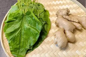 桑叶加生姜泡水喝，老一辈人留给我们的一个方法，看完涨知识了