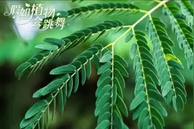 四月将至，植物曼妙飞舞视频封面