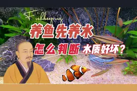 水好，养鱼就很容易，看完就会判断水质好坏：养鱼笔记第3季04集