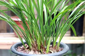 单单用松树皮养兰花行吗？看完整个过程就知道了视频封面