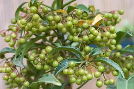 打造黄金万两，必须勤做1件事，树枝挂满果实，更像棒棒糖