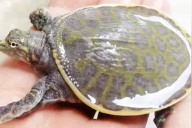 珍珠鳖又叫美国山瑞鳖，它们吃什么？适合室内养殖还是室外养殖？视频封面