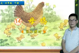 四年级下册语文《14.母鸡》第2课时，学母鸡的勇敢，感受母爱伟大视频封面