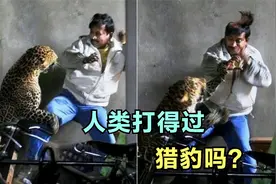 普通人打得过猎豹吗视频封面