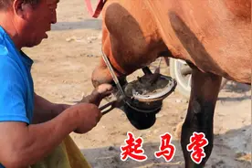 一匹专供游人骑的马找师傅起掌修蹄，这活好久没有见过啦