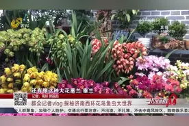 红红火火过大年！打卡济南西环花鸟鱼虫大世界，浓浓年味扑面而来视频封面