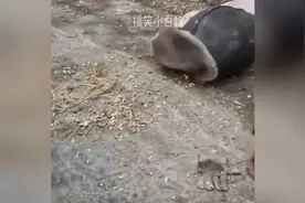 猝不及防的尴尬瞬间，一群小姐姐比谁脚臭，一脱鞋瞬间秒杀全场视频封面