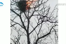 喜鹊疑因误叼烟头点燃自己的窝
