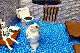 被关起的仓鼠，小眼神转悠着从哪里可以逃出去？看它使出小妙招！视频封面