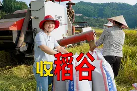 经过140天稻谷成熟了，努力就有收获，乐享秋收喜悦视频封面