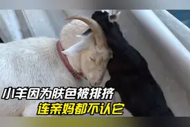 小羊肤色太黑被妈妈嫌弃，出生一个月都没喝上奶水，还被族群排挤