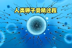 人类卵子受精过程-微观世界中的精密世界，观察无数个细胞的演变