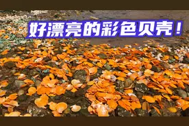 沙滩上出现一片彩色的贝壳！各式各样的五颜六色太漂亮了！视频封面