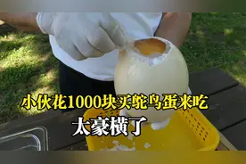 小伙花1000块买回一颗十斤鸵鸟蛋，直接煎成荷包蛋来吃，太豪横了