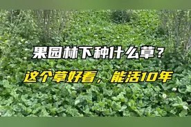夏季果园杂草多，白三叶抑制杂草，能用10年，还能观赏、用作牧草
