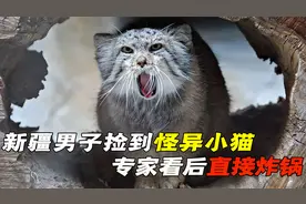 新疆男子垃圾堆捡到小野猫，长相诡异叫声奇特，专家看后直接炸锅视频封面