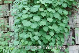 适合室内养的“山乌龟”，北方冬季有“禁忌”，掌握才能养百年