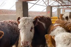 内蒙农牧区遭遇极寒天气，零下30度牛羊怎么生存？身上挂满了白霜