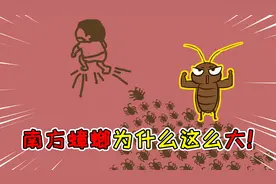 为什么南方蟑螂长得比北方蟑螂大？除了体型大，还会飞起来吓人！