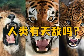 人类有没有天敌？几百万年前曾经有过，但没熬过人类自己先灭绝了视频封面
