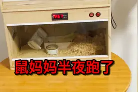 仓鼠妈妈半夜跑了，出生才三天的宝宝还等着它回来喂奶呢视频封面