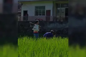 我种的辣椒和黄瓜结了，生活很平淡，就像这一碗黄瓜汤一样