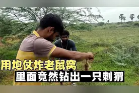 用炮仗炸老鼠窝 里面竟然钻出一只刺猬 这货来老鼠洞走亲戚？